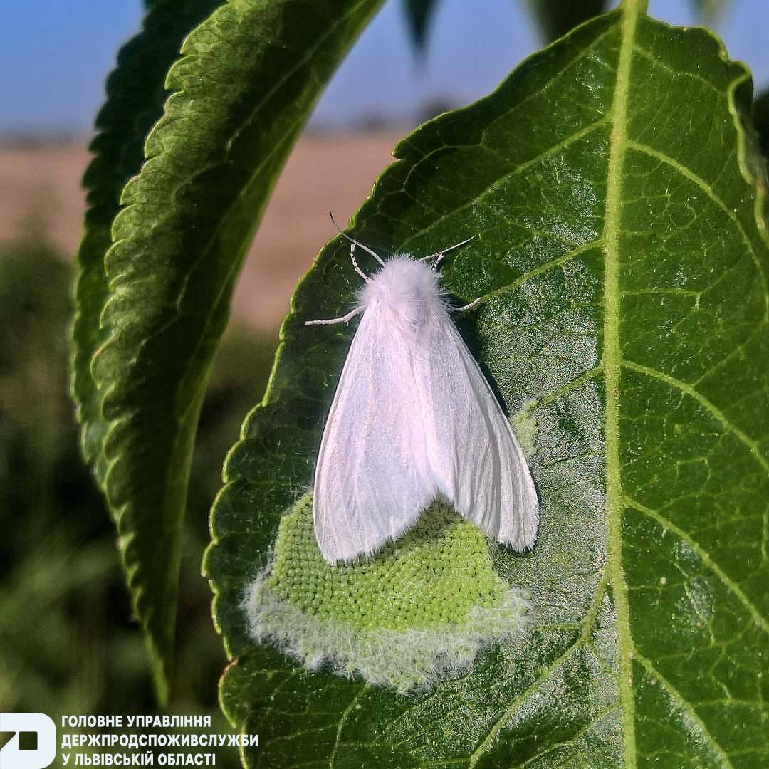 На Львівщині вперше виявили небезпечного шкідника з Америки: введено карантин