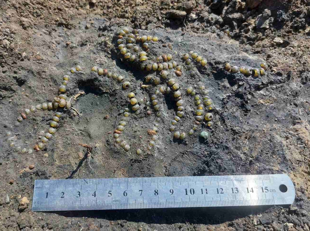 На Волині відкопали унікальне намисто, якому понад 800 років: як виглядає ця прикраса