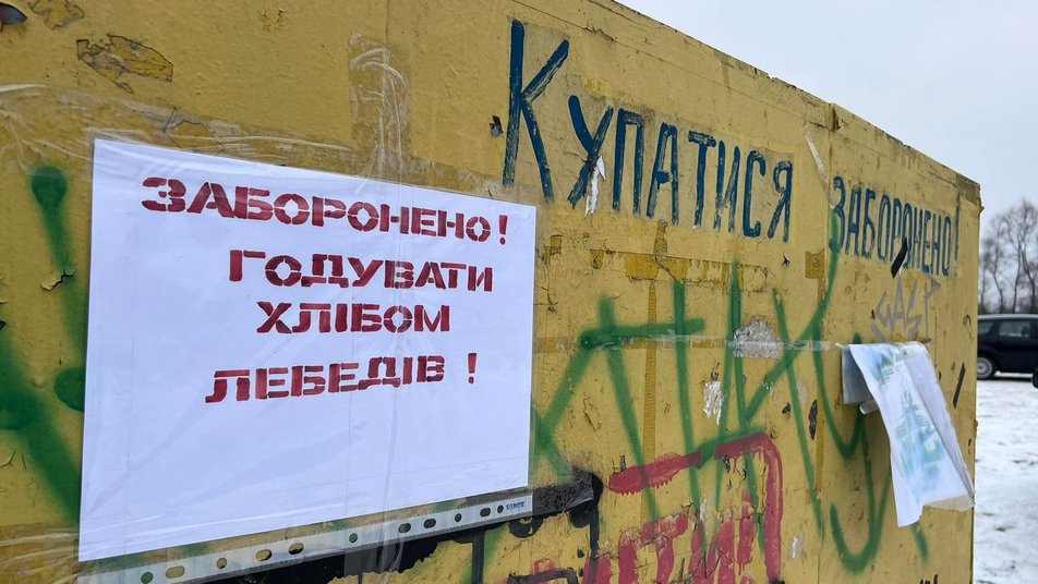 Під Львовом загинуло чотири лебеді: "хліб для них - отрута"