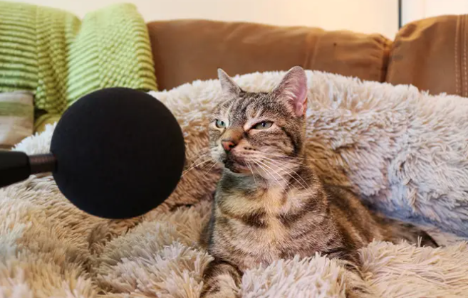 Перебиває звук навіть телевізора: кішка встановила рекорд з найгучнішого у світі мурчання