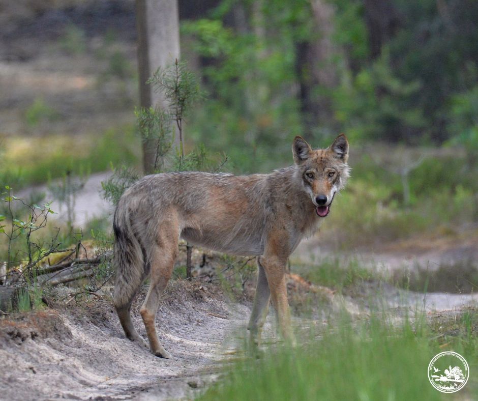Чи водяться мутанти у Чорнобилі та хто живе у рудому лісі: бліц про тварин зони відчуження