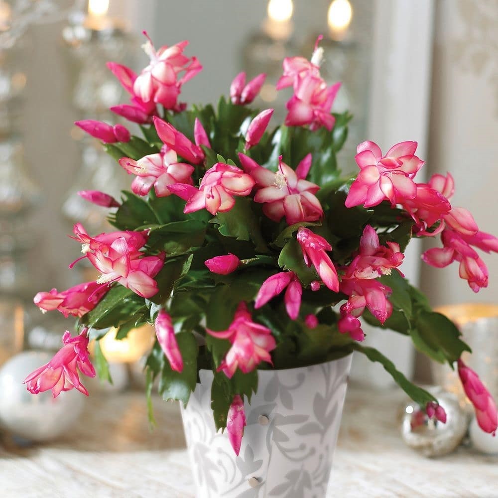 Вот почему в доме нельзя держать цветок декабрист, или рождественник