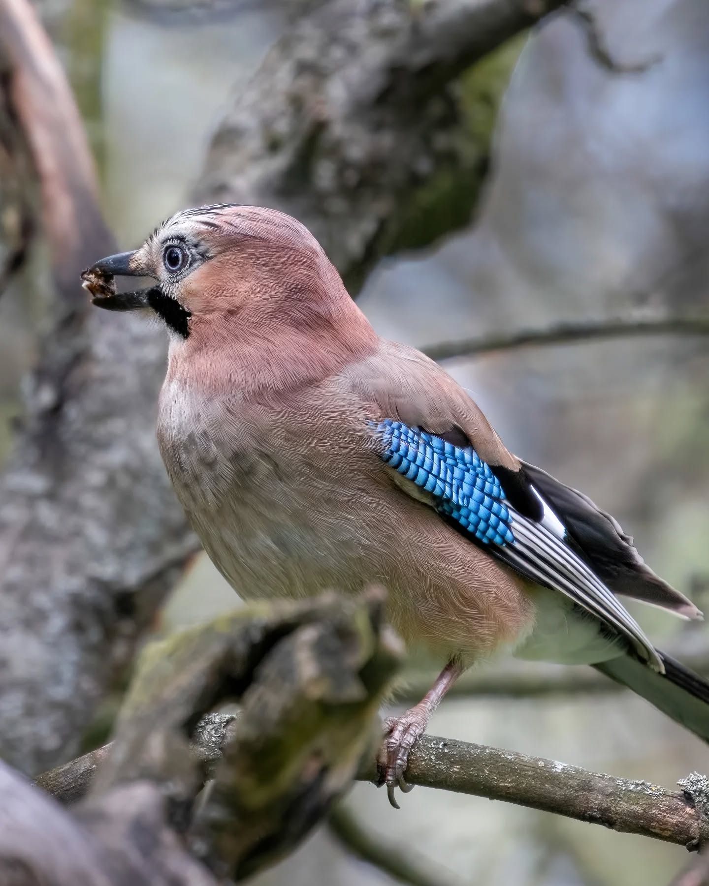 Почему сойки так суетятся осенью? Ответ удивит даже опытных натуралистов