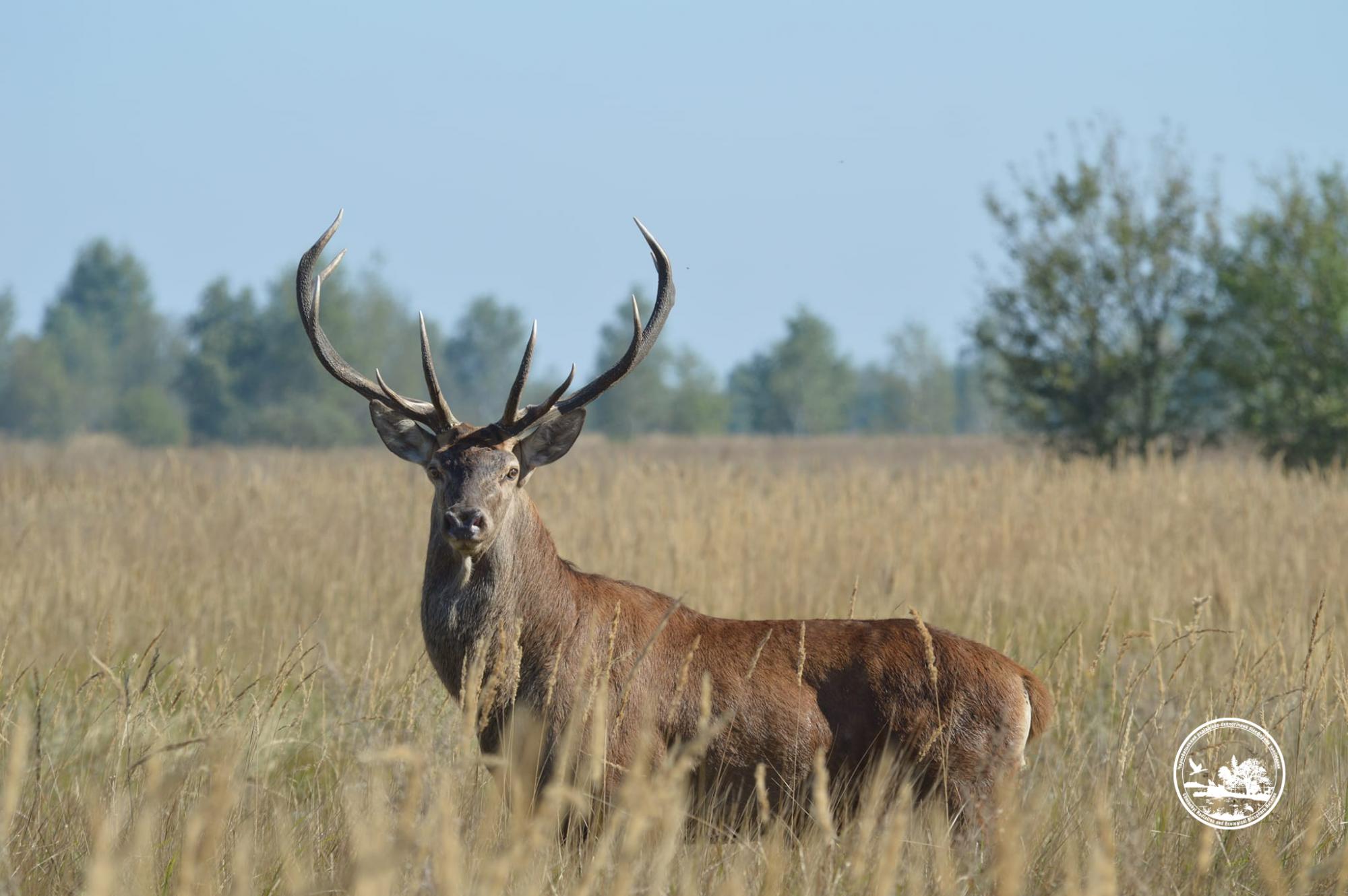 Чи водяться мутанти у Чорнобилі та хто живе у рудому лісі: бліц про тварин зони відчуження