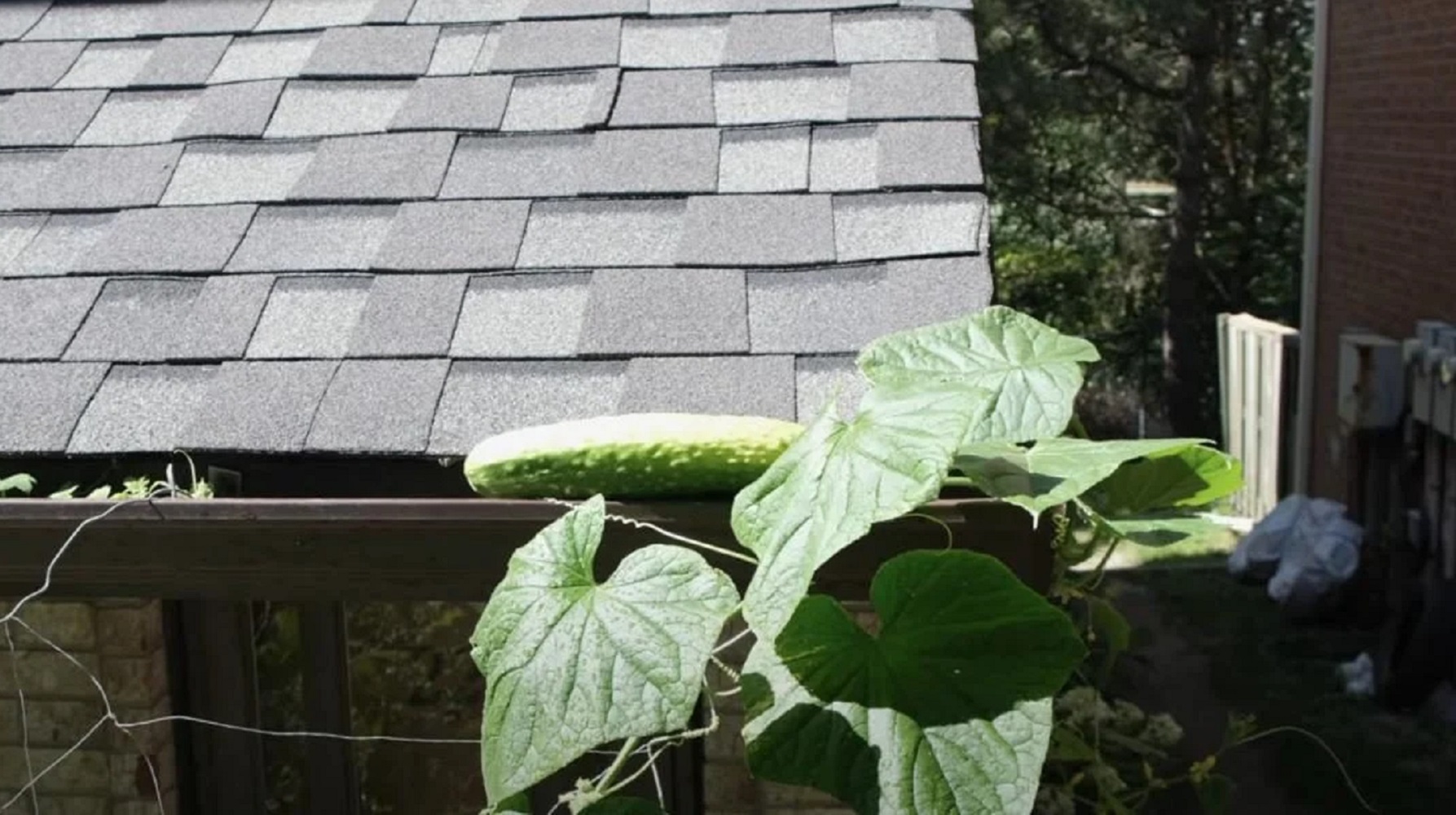 Огірки-велетні до 1 кг: як виростити гігантський урожай без зайвих зусиль