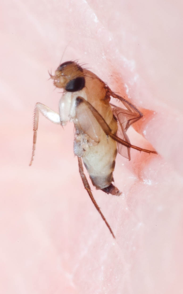 Що робити, якщо ви знайшли муху-горбатку у бананах