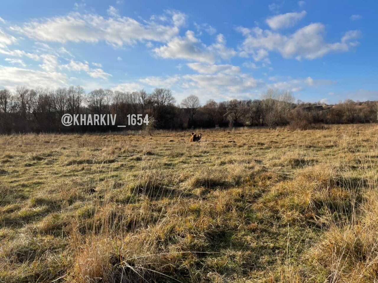Під Харковом на полі пасеться верблюд: "глобальне потепління докотилося" (фото)