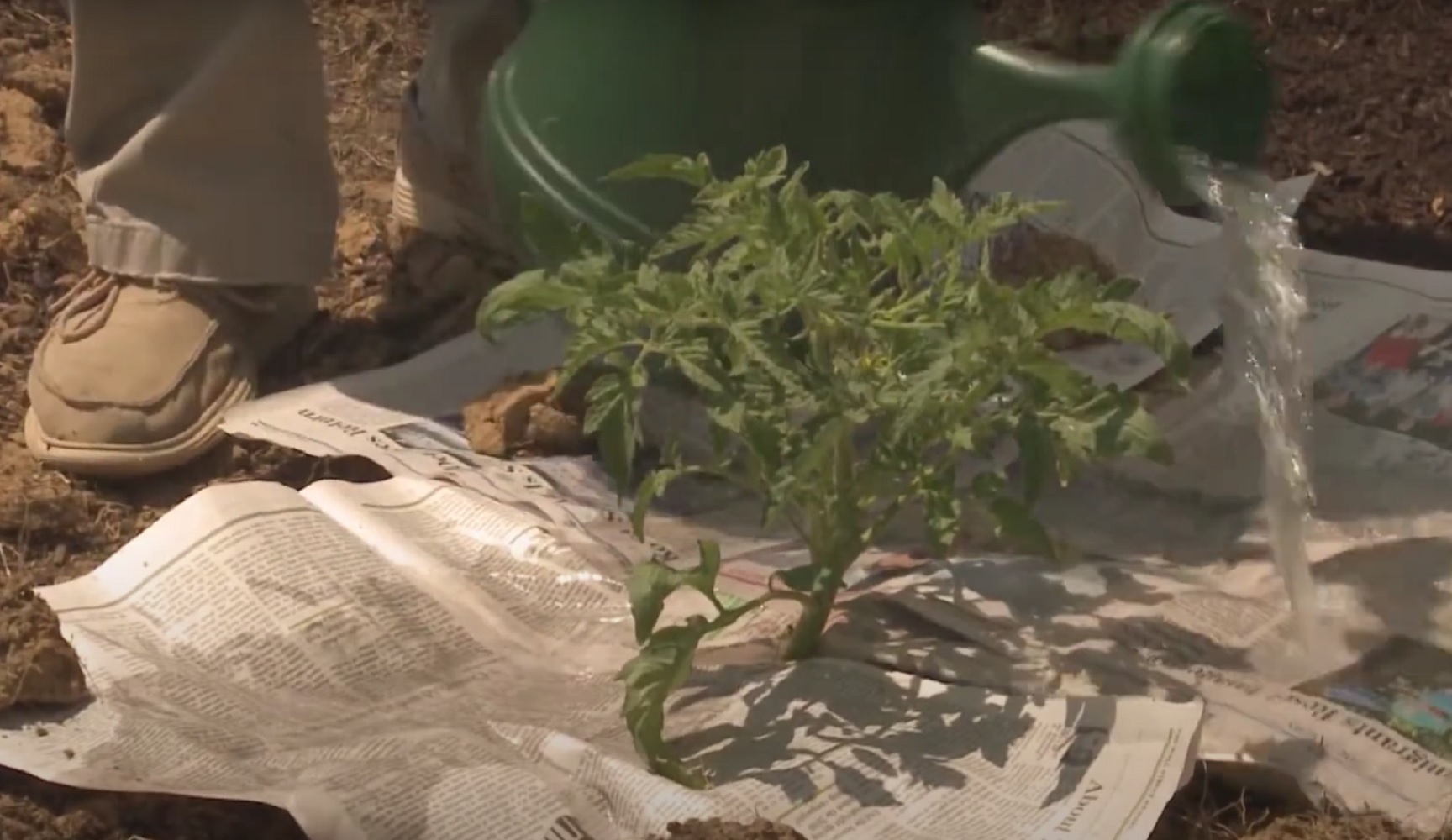 Просто та геніально: 4 способи, як старі газети полегшать життя городнику