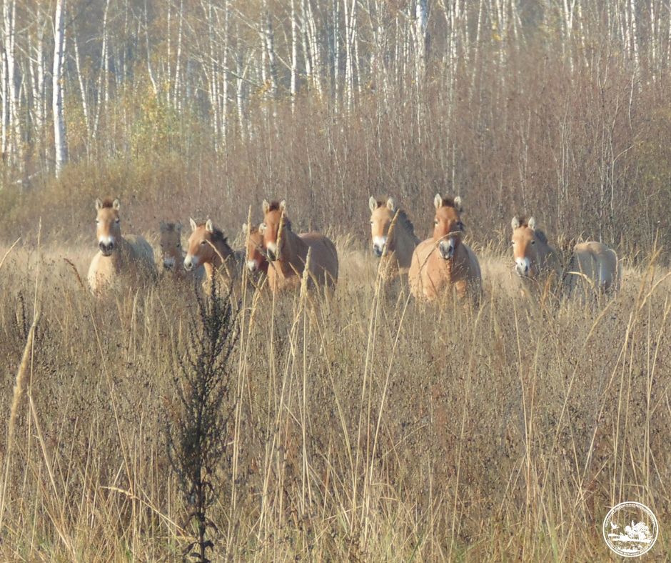 Чи водяться мутанти у Чорнобилі та хто живе у рудому лісі: бліц про тварин зони відчуження