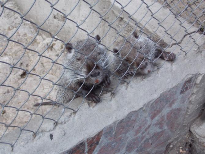 Вода с Каховской ГЭС затопила зоопарк "Казкова діброва" (видео)