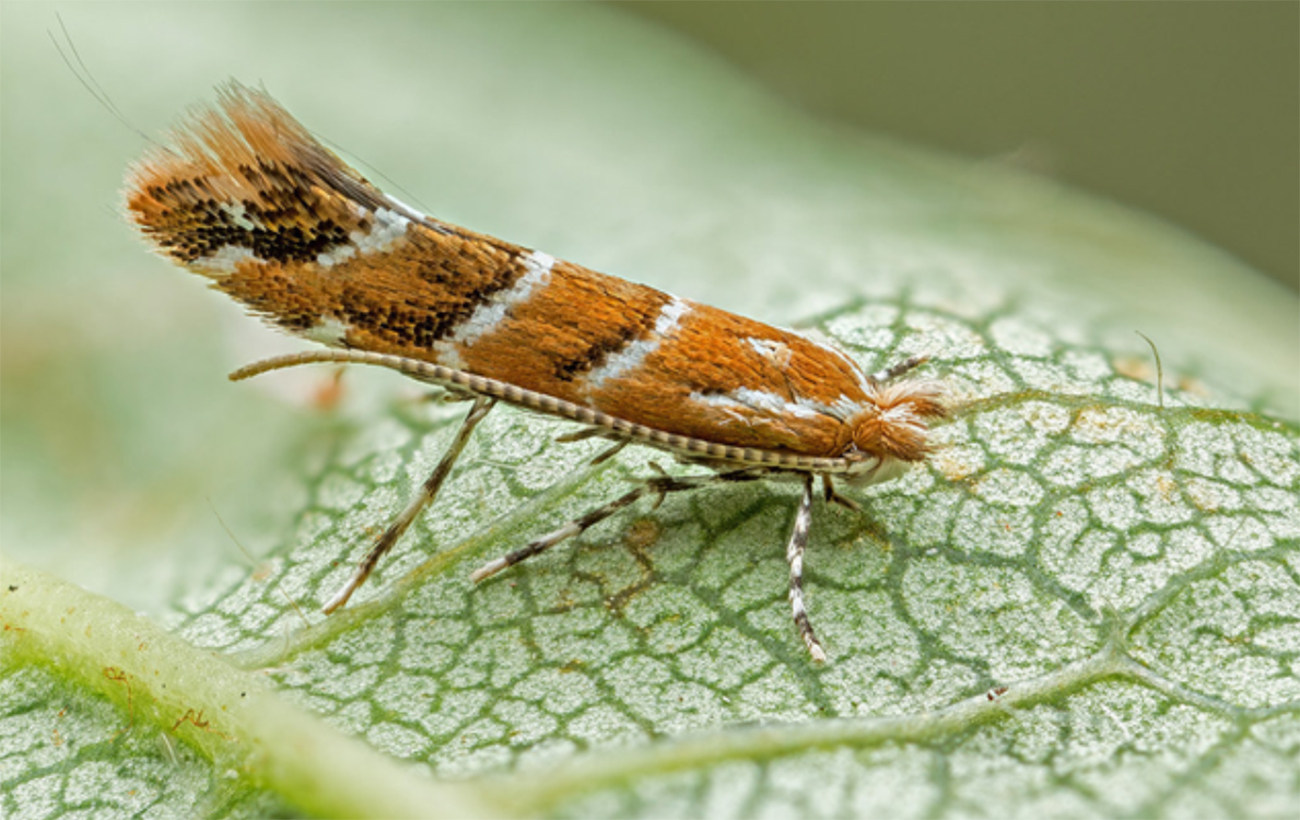 Исчезнут ли каштаны из Киева: что на самом деле происходит с символом города