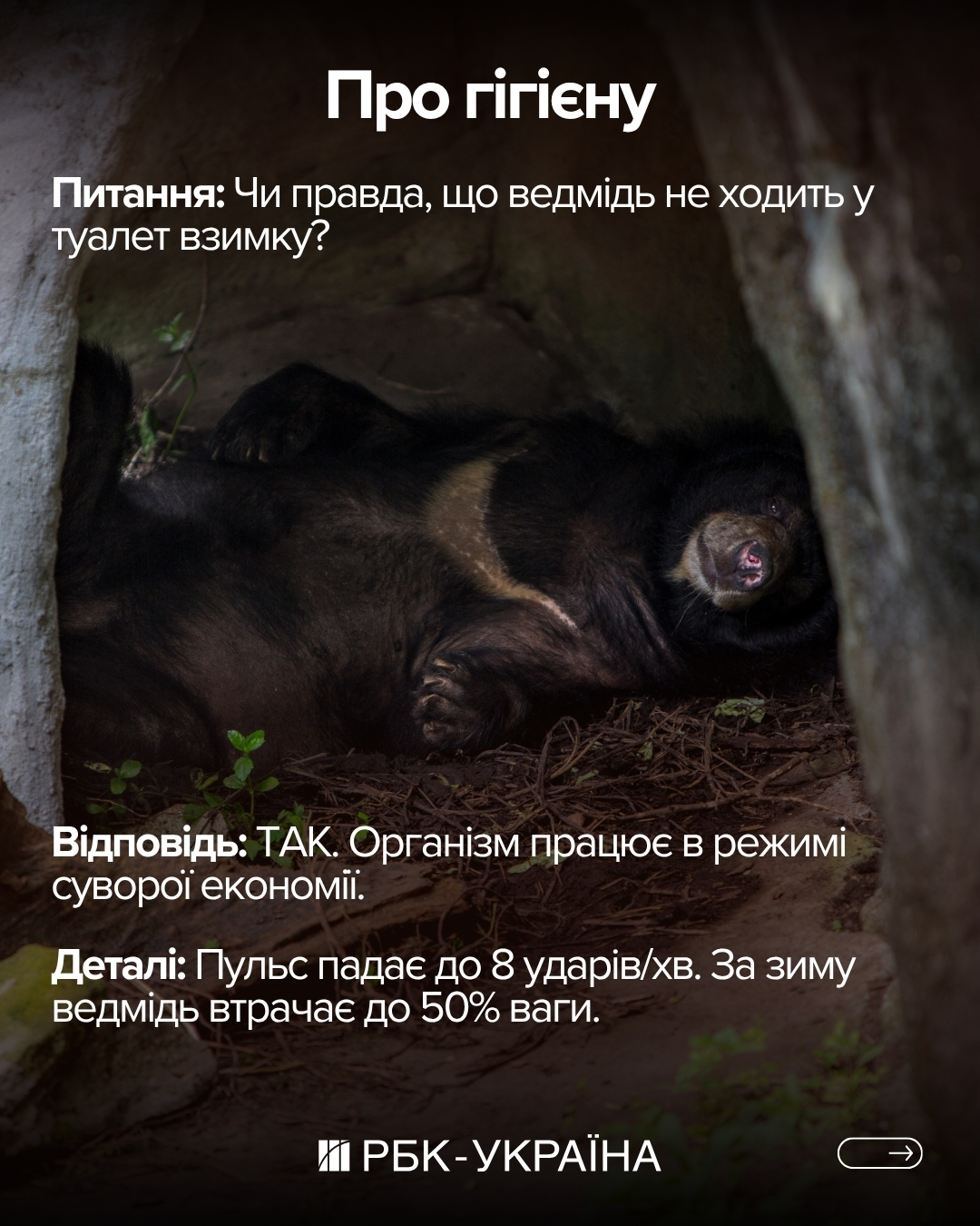 Правда чи міф: 10 фактів про ведмедів, у які ми вірили з дитинства