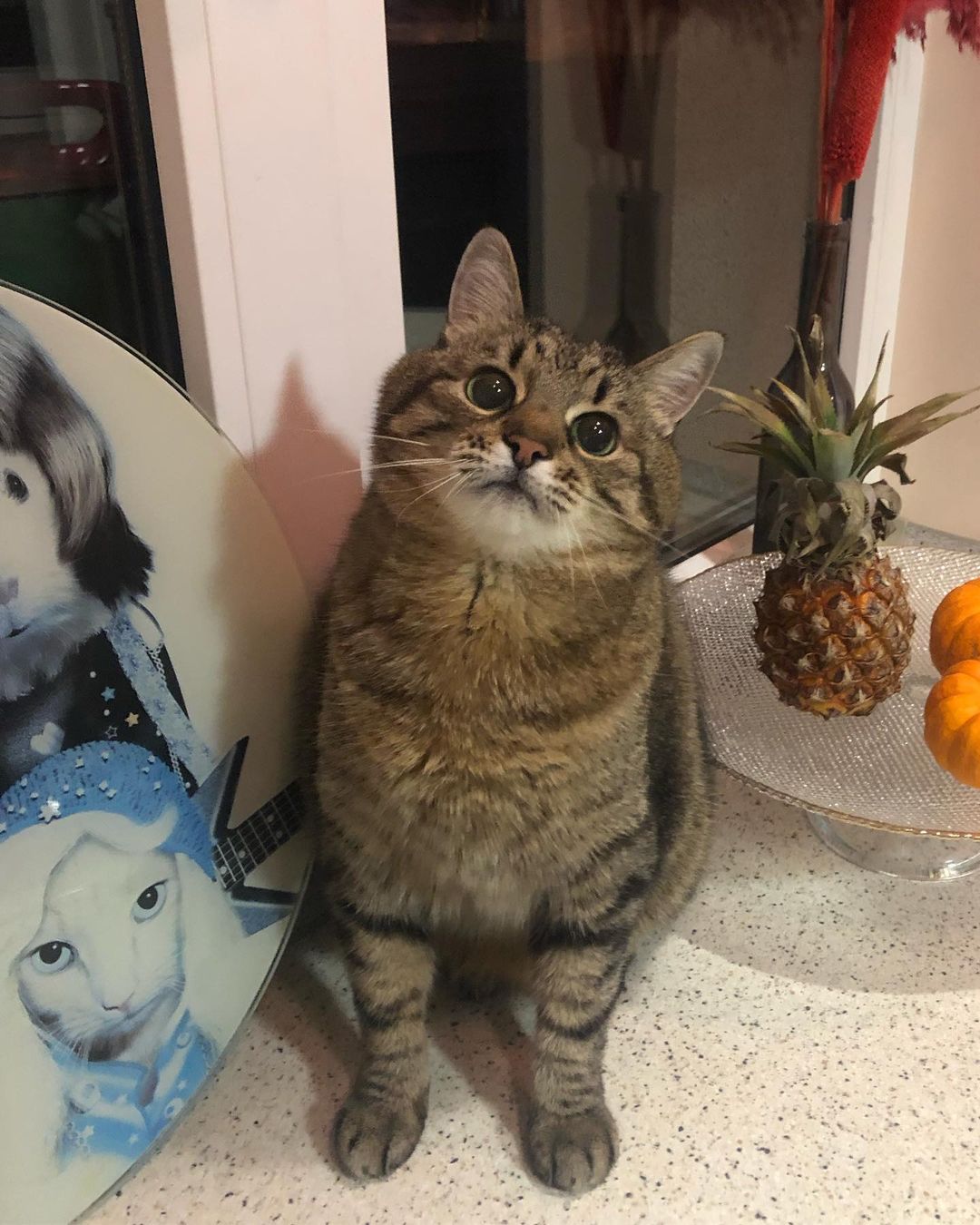 Кот Степан из Харькова стал мировой звездой благодаря Бритни Спирс (фото)