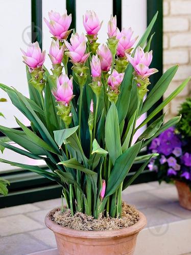 Куркума - не только специя, но и роскошный цветок: как вырастить его дома