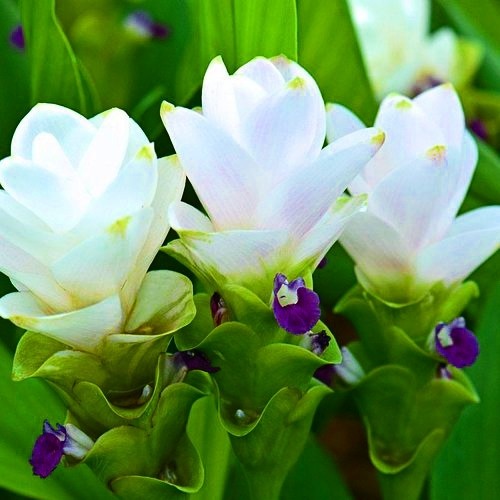 Куркума - не только специя, но и роскошный цветок: как вырастить его дома