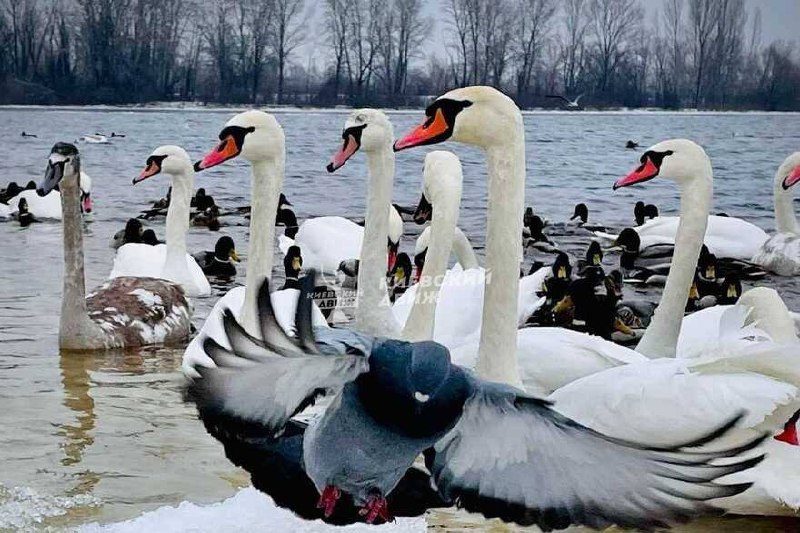 Один з київських парків окупували лебеді, чайки і качки: фантастичні фото