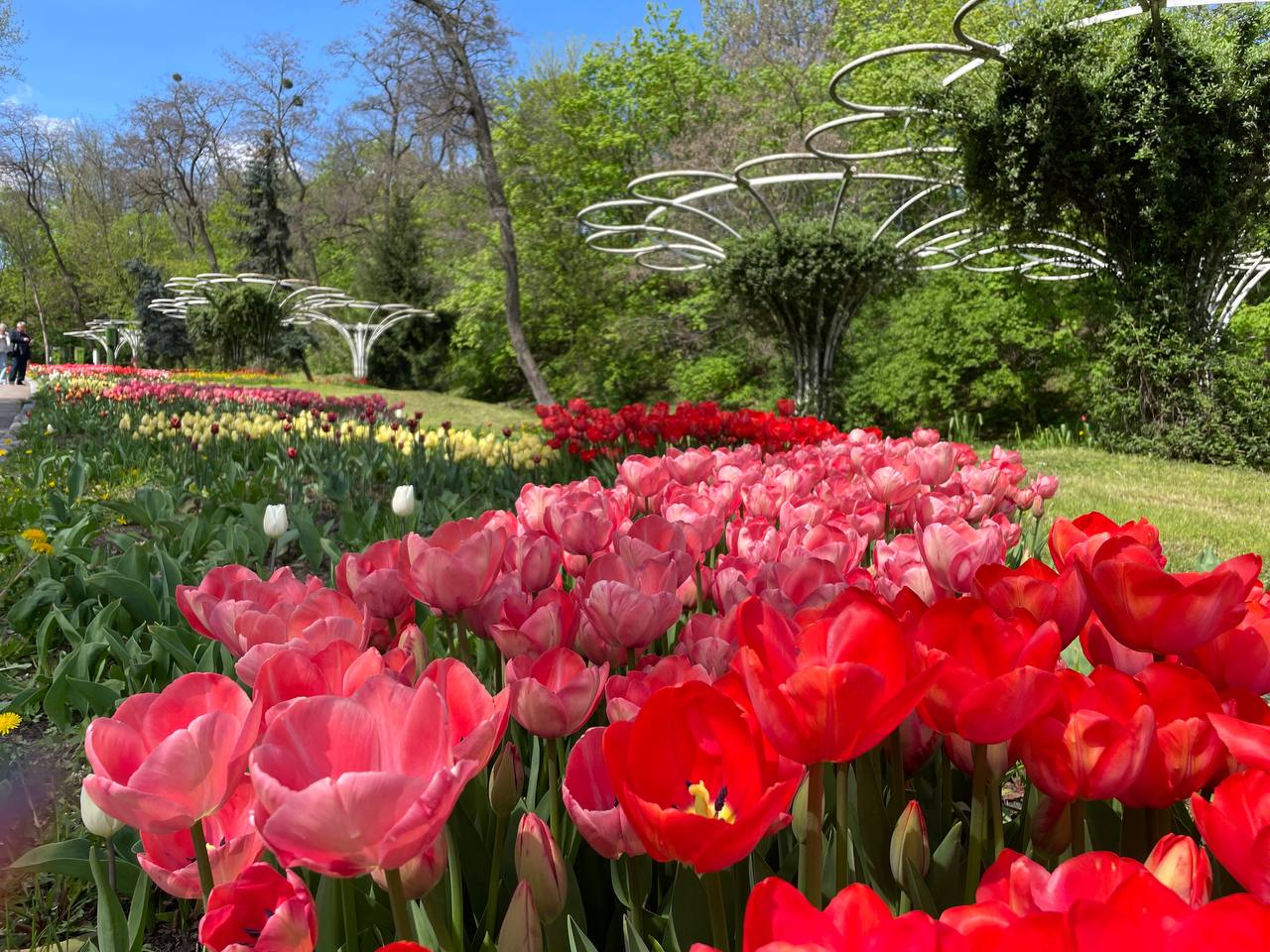 В Киеве расцвело море тюльпанов: фото невероятной красоты