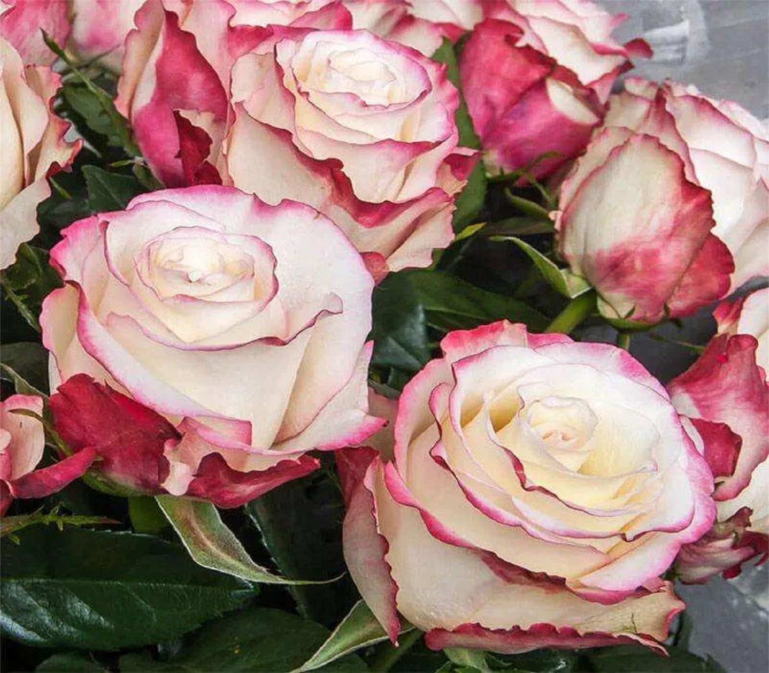 5 найкращих сортів троянд для весняної посадки