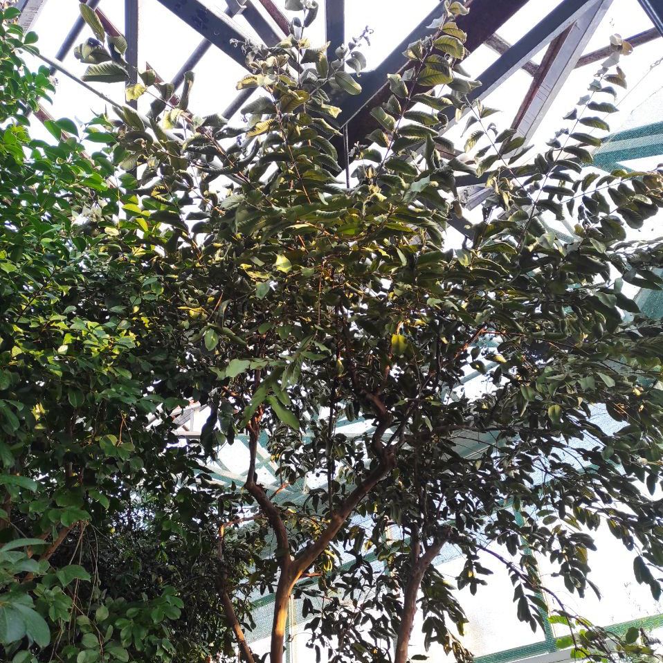 Без света и тепла: в ботсаду Гришко оказались под угрозой оранжереи с тропическими растениями