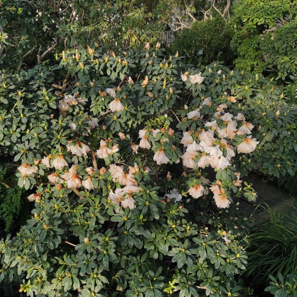 Без света и тепла: в ботсаду Гришко оказались под угрозой оранжереи с тропическими растениями