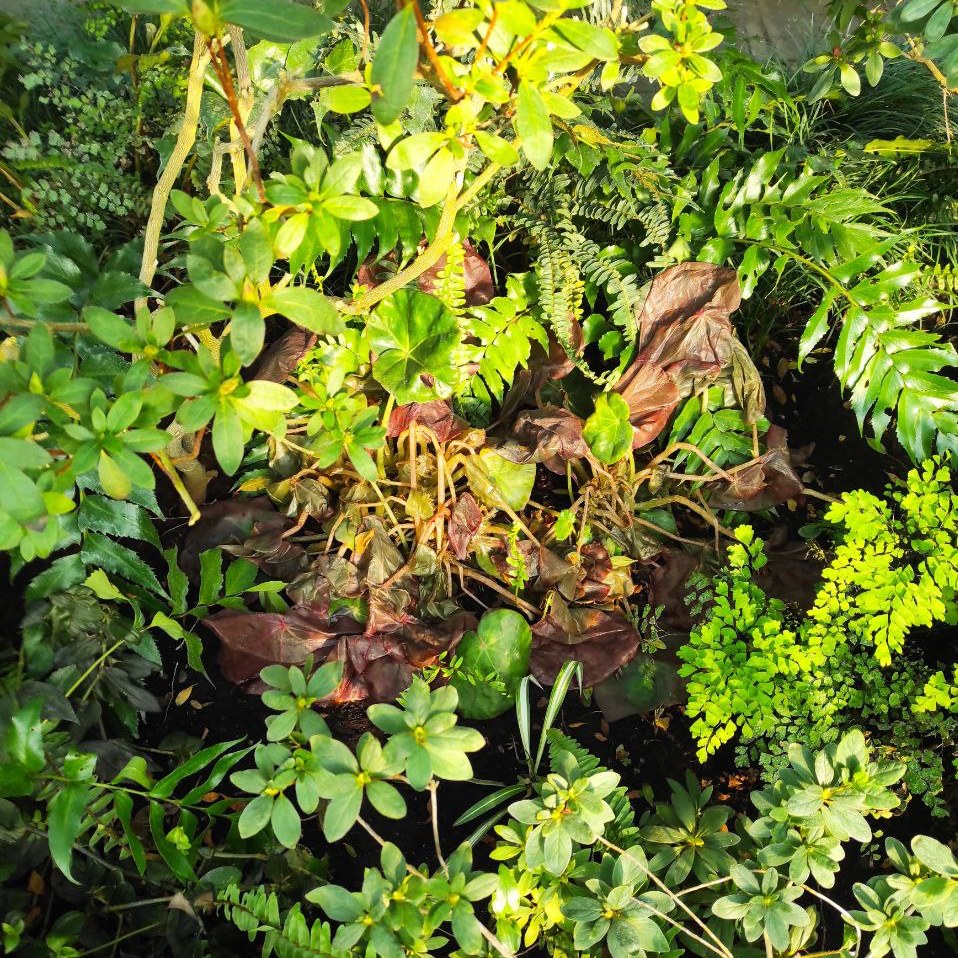 Без света и тепла: в ботсаду Гришко оказались под угрозой оранжереи с тропическими растениями