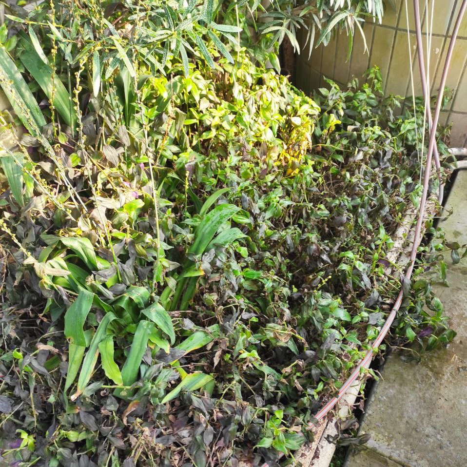 Без света и тепла: в ботсаду Гришко оказались под угрозой оранжереи с тропическими растениями