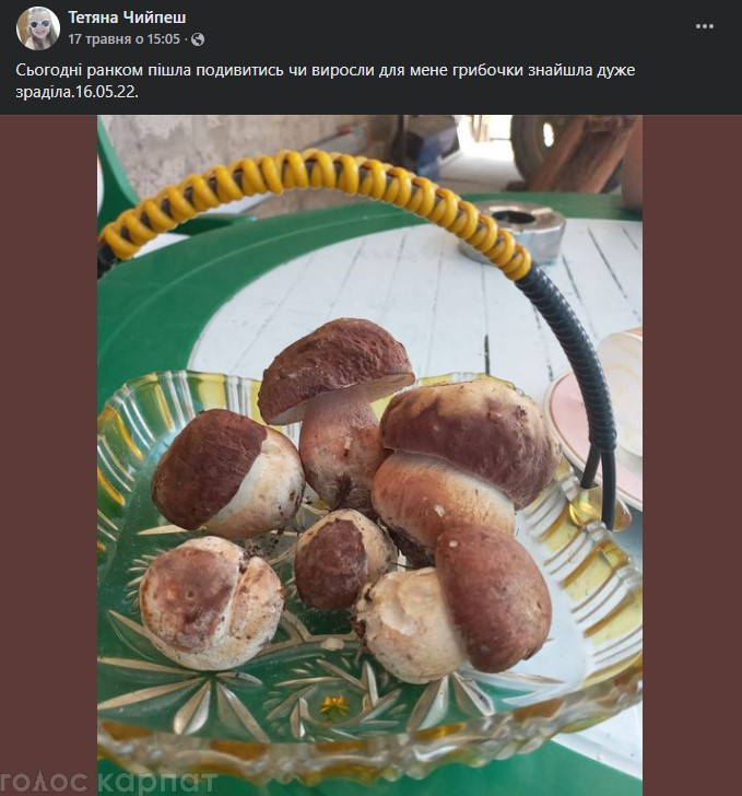 Сезон білих грибів: куди вже зараз їхати грибникам на "тихе полювання"