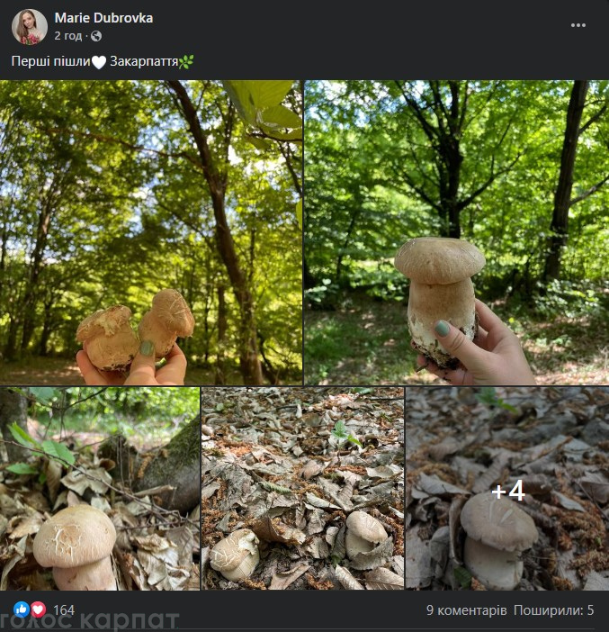 Сезон білих грибів: куди вже зараз їхати грибникам на "тихе полювання"