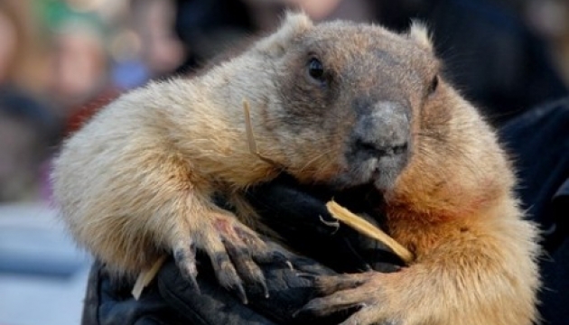 День бабака по-українськи. Як наші предки ворожили на весну