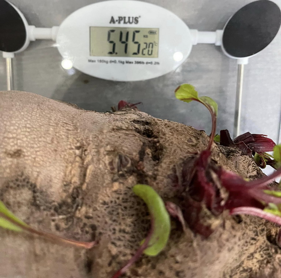 Без жодних добавок. В Україні виростили гігантський буряк (фото)