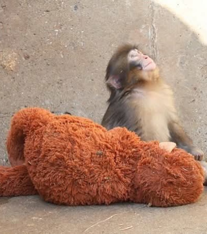 Вместо мамы - игрушка: почему история обезьянки Панча заставила плакать весь мир