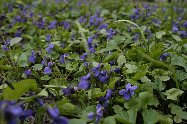 7 домашніх рослин, які можна виростити, всього лише відщипнувши листочок