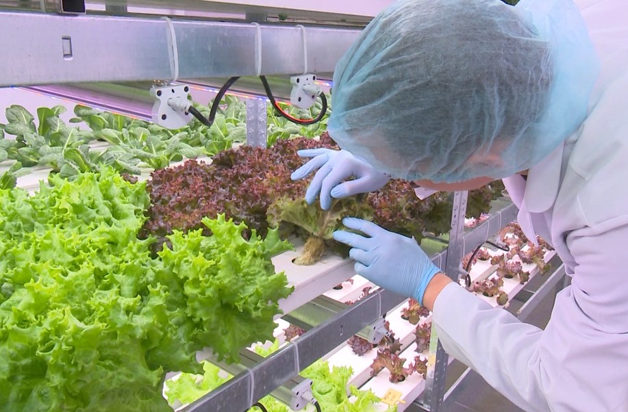 У Вінниці відкрили вертикальну ферму, де вирощують урожай без землі. Дивіться, як вона виглядає