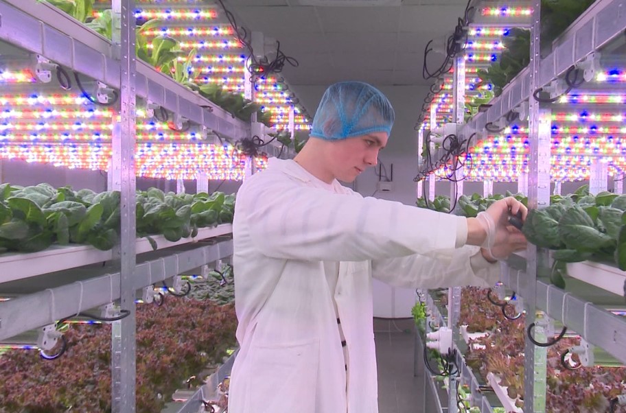 У Вінниці відкрили вертикальну ферму, де вирощують урожай без землі. Дивіться, як вона виглядає