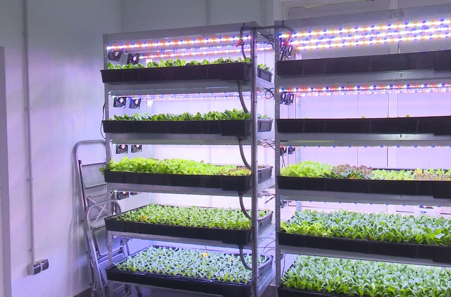 У Вінниці відкрили вертикальну ферму, де вирощують урожай без землі. Дивіться, як вона виглядає