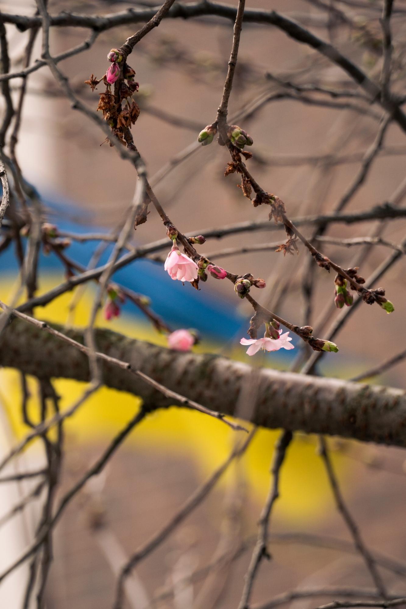 У Мукачеві розквітла "шалена" сакура: коли буде пік сезону