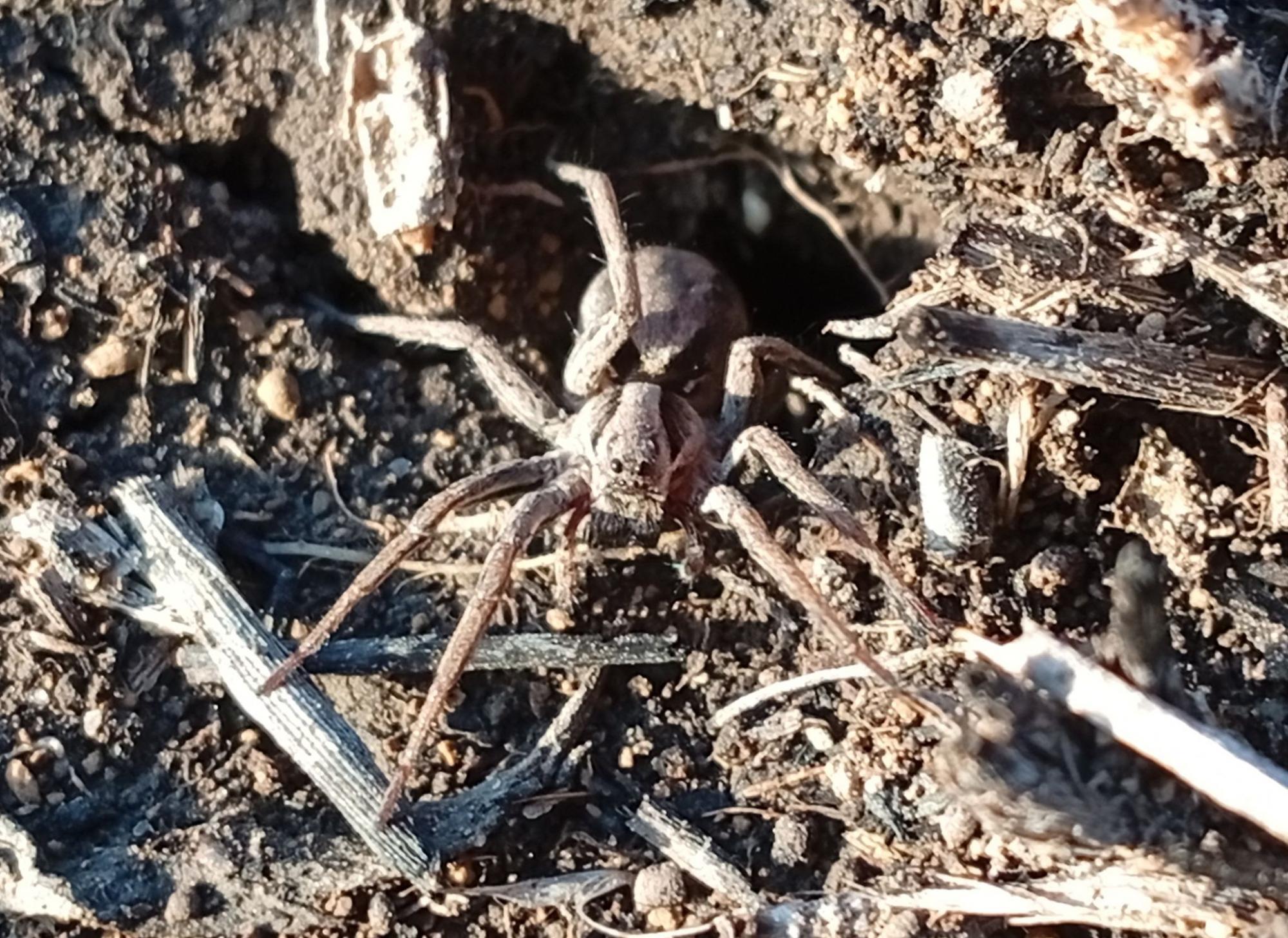 Проснулись на три месяца раньше: в Днепропетровской области заметили первых тарантулов