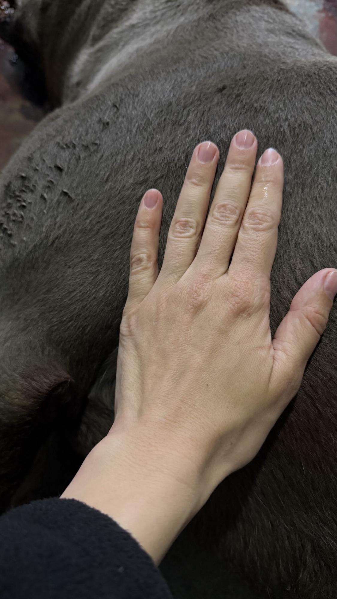 "Мені страшно". В Олени Мандзюк померла собака: блогерка натякнула на жорстокий злочин