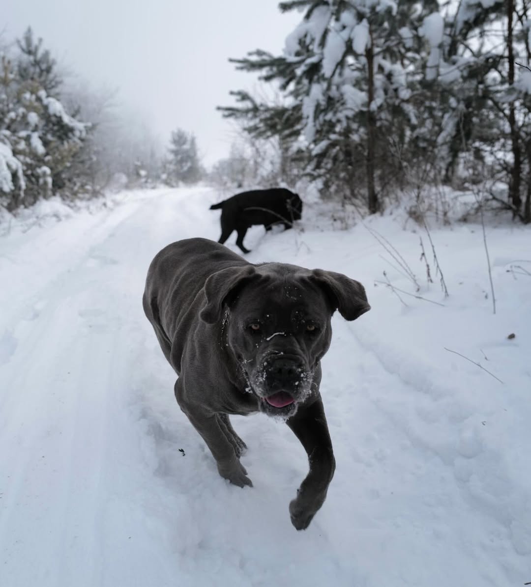 "Мені страшно". В Олени Мандзюк померла собака: блогерка натякнула на жорстокий злочин