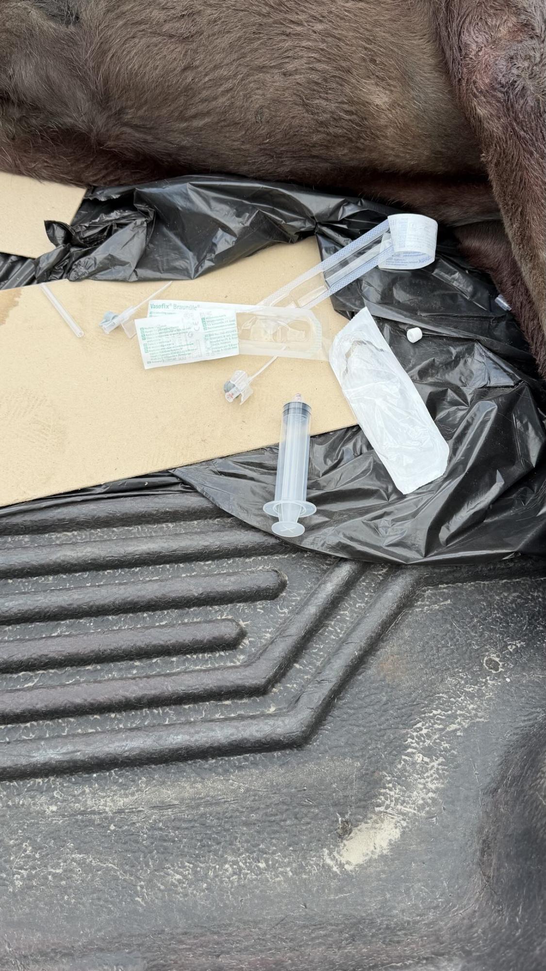 "Мені страшно". В Олени Мандзюк померла собака: блогерка натякнула на жорстокий злочин