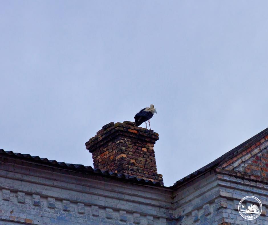 Вперше за 20 років у Чорнобиль повернулися білі лелеки: рідкісні фото