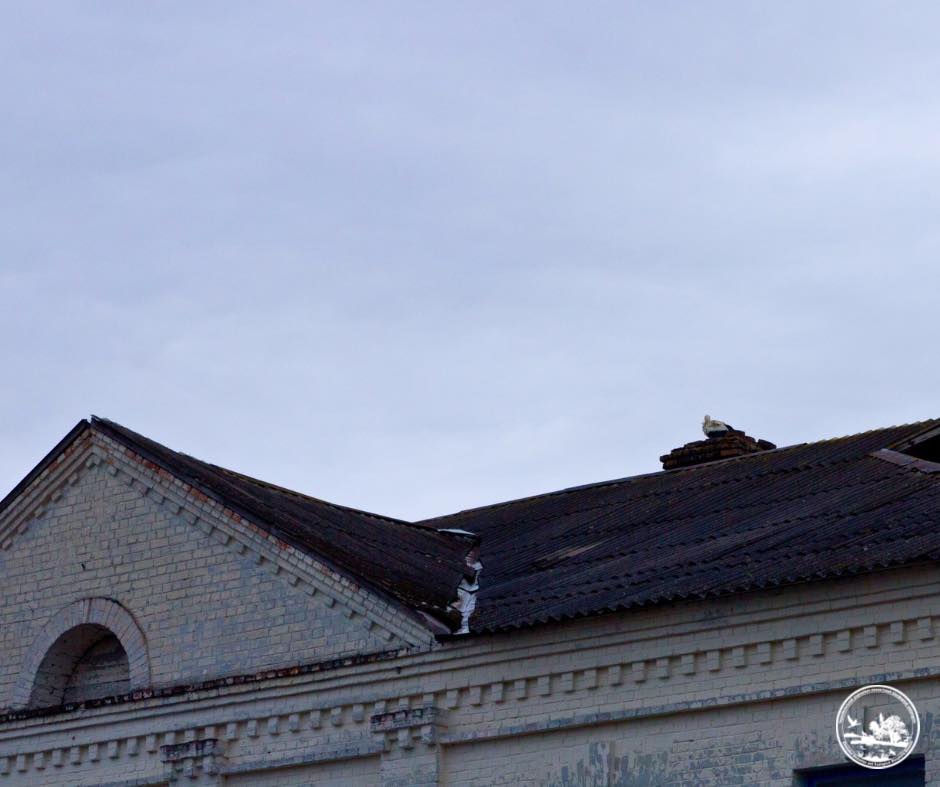 Вперше за 20 років у Чорнобиль повернулися білі лелеки: рідкісні фото