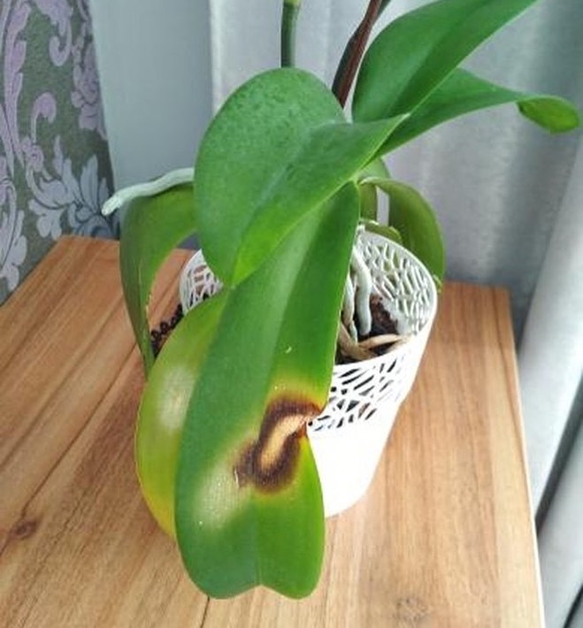 Зробіть це з орхідеєю у квітні, і вона віддячить розкішним цвітінням