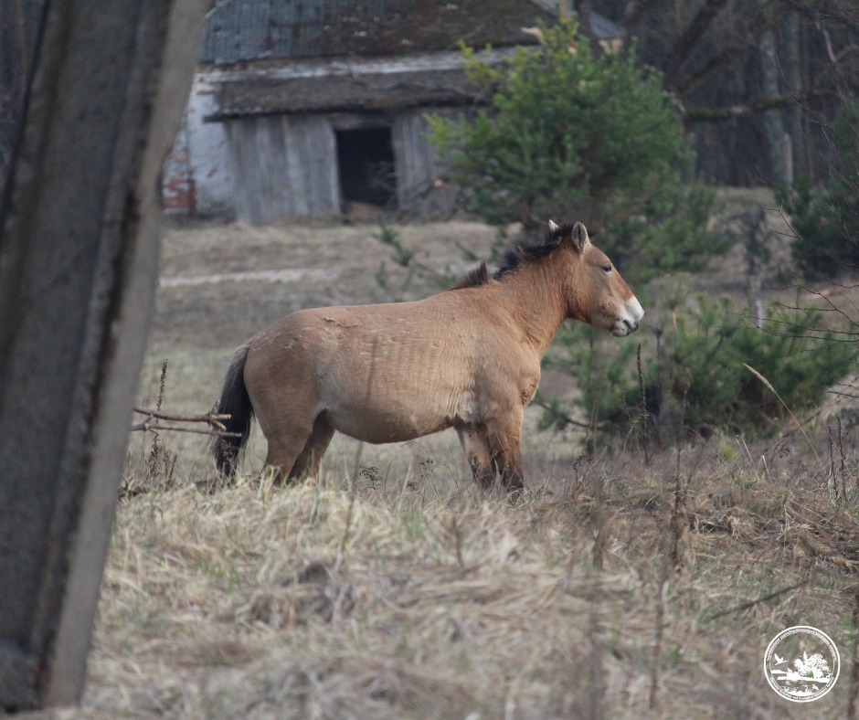 Чи водяться мутанти у Чорнобилі та хто живе у рудому лісі: бліц про тварин зони відчуження