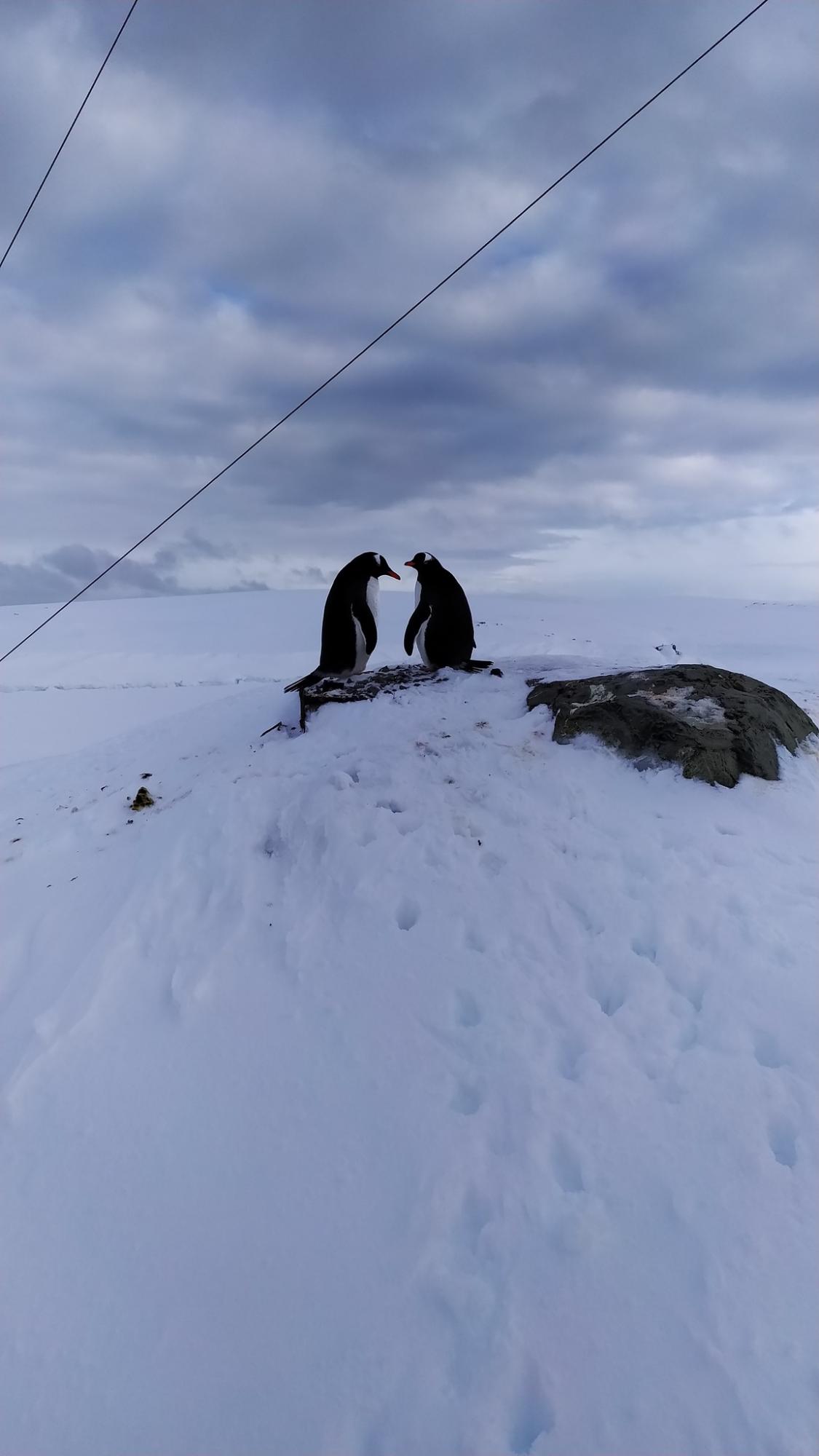 Українські полярники розчулили мережу знімками закоханих пінгвінів