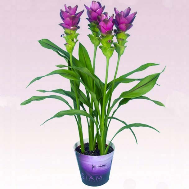 Куркума - не только специя, но и роскошный цветок: как вырастить его дома