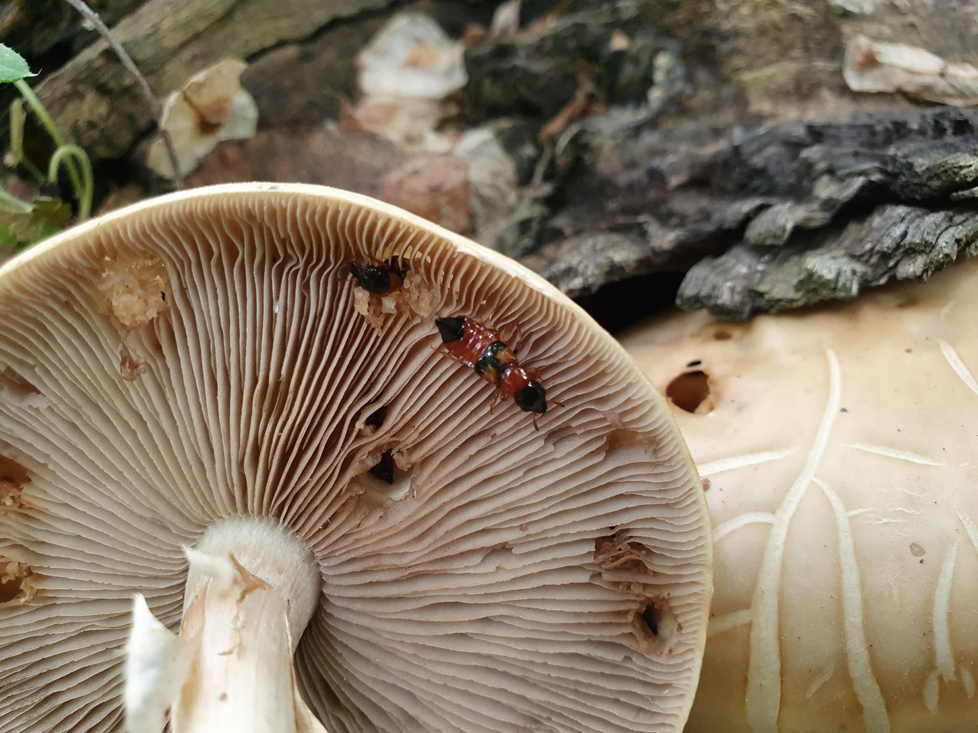 Грибників попередили про небезпеку, яка може коштувати здоров'я чи навіть життя (фото)