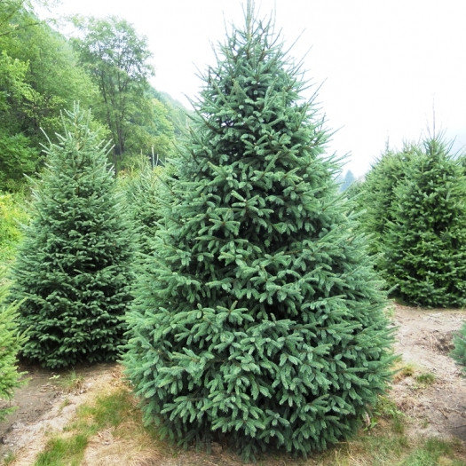 Какие деревья и кусты нельзя сажать возле дома, а какие - нужно