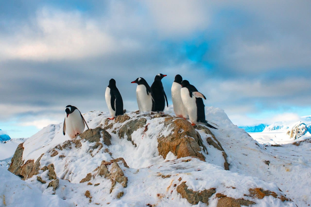 Полярники показали тварин, які виходять з води лише для створення сім'ї: милі фото