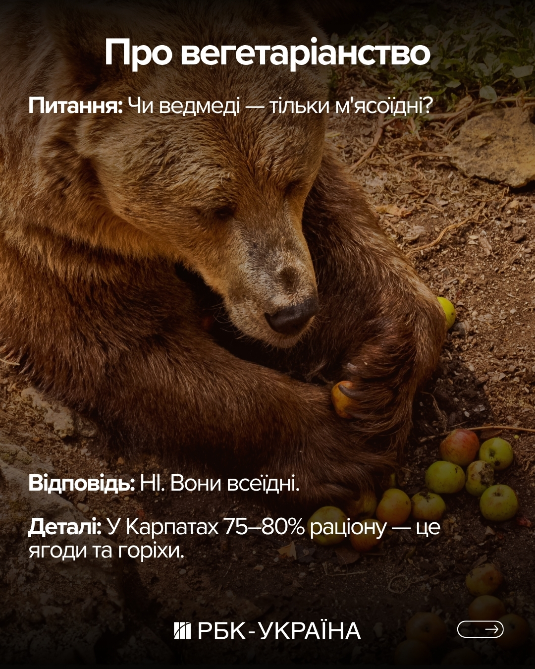 Правда или миф: 10 фактов о медведях, в которые мы верили с детства